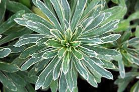 Euphorbia char. Silver Swan 2lt